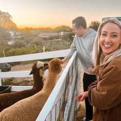 Just Because Picnics - Alpaca Feeding on the Farm