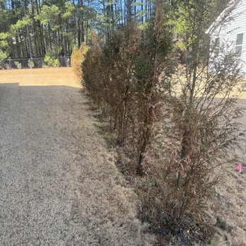 Carolina Landscape and Designs - Dead trees - Landscape Architects or Designers Near Me