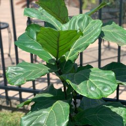 Deeply Rooted - Fiddle Leaf Fig