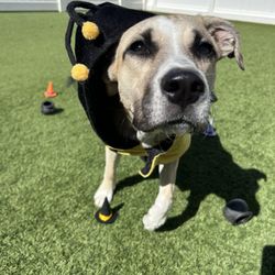 Camp Bow Wow Boulder