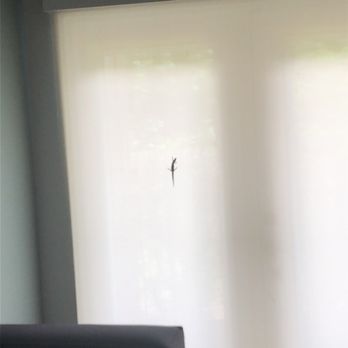 The Flats at Norman - lizard somehow got in - Apartments Near Me - Norman, Oklahoma The Flats at Norman - lizard somehow got in - Apartments Near Me - Norman, Oklahoma