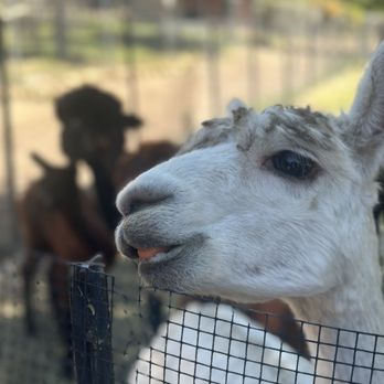 Canzelle Alpacas - Farms Near Me - Carpinteria, California Canzelle Alpacas - Farms Near Me - Carpinteria, California