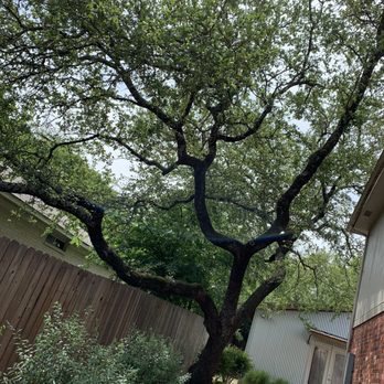 PRV Tree Service - Before removal - Tree Services Near Me PRV Tree Service - Before removal - Tree Services Near Me