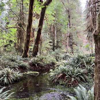 HOH RAINFOREST - Updated June 2025 - 648 Photos & 71 Reviews - 18113 ...