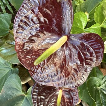 Hualani's - Local antherum. - Hawaiian Near Me - Lihue, Hawaii