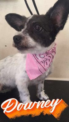 Carol's Pet Center by null