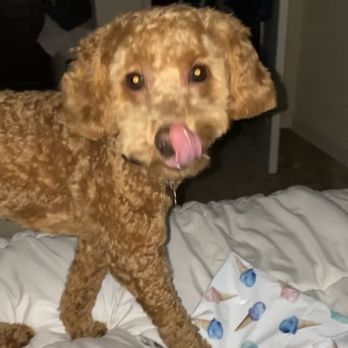 It's A Miracle Dog Spa - Pet Training Near Me - Lebanon, New Jersey It's A Miracle Dog Spa - Pet Training Near Me - Lebanon, New Jersey