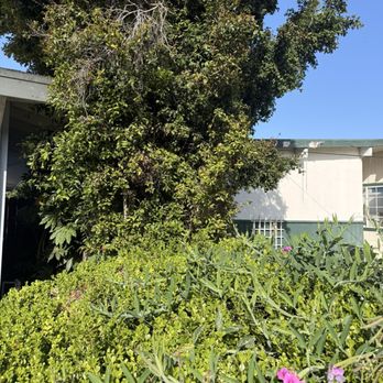 Urban Tree Care - Tree Services Near Me Urban Tree Care - Tree Services Near Me