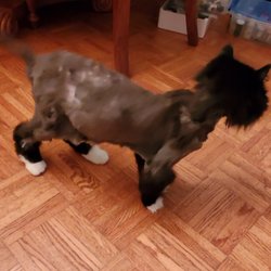 PetSmart - Horrible job!