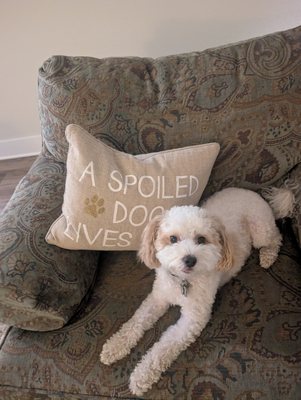 Pet Sitting & Dog Walking - Pictures from our pet sitting and dog walking appointments Pet Sitting & Dog Walking - Pictures from our pet sitting and dog walking appointments