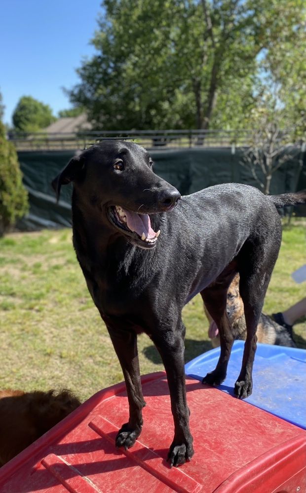 HAPPI & FRIENDS Updated September 2024 1130 Polo Dr, Collierville