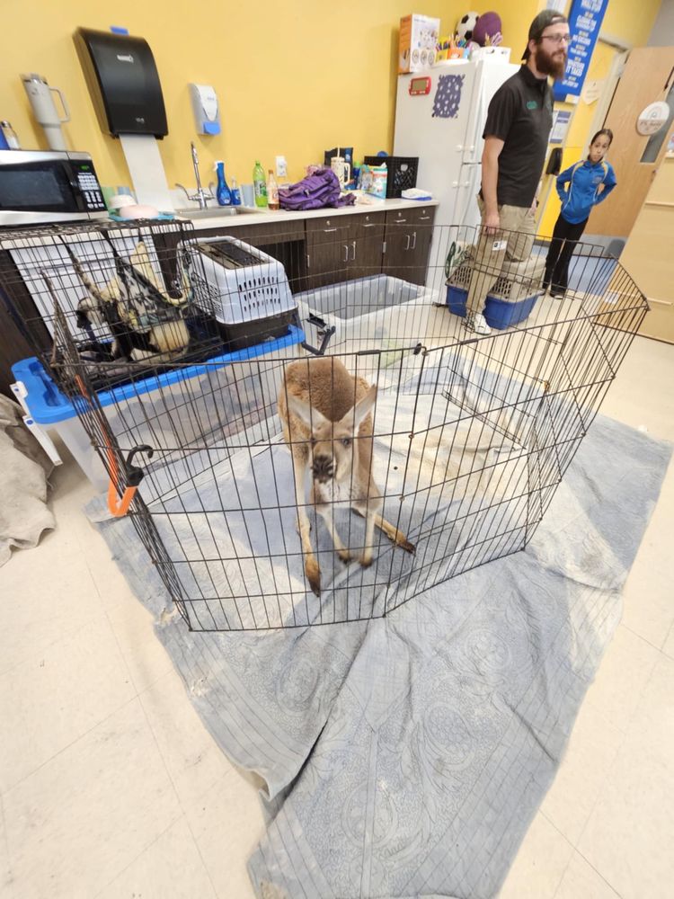 Monkey See Monkey Do Exotic Petting Zoo Logo