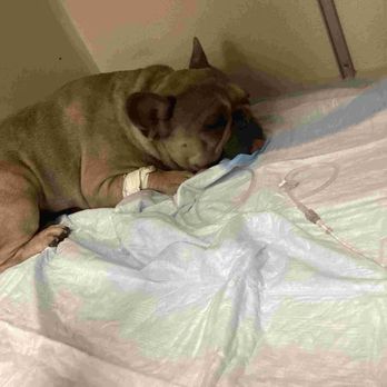 PetTime Animal Hospital - Veterinarians Near Me - Upland, California PetTime Animal Hospital - Veterinarians Near Me - Upland, California