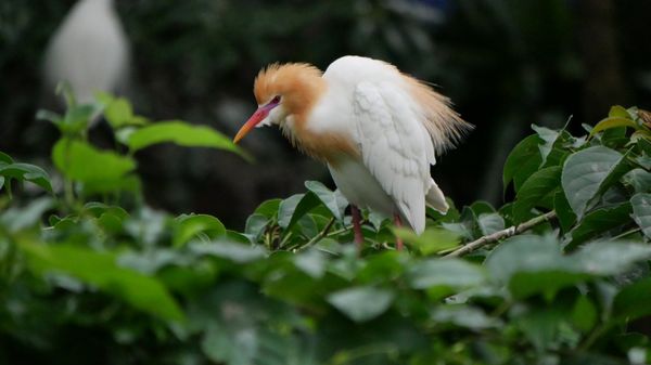 Daan Forest Park by null