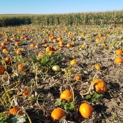 Big Springs Farm Pumpkins & Corn Maze - Pick Your Own Pumpkin Patch