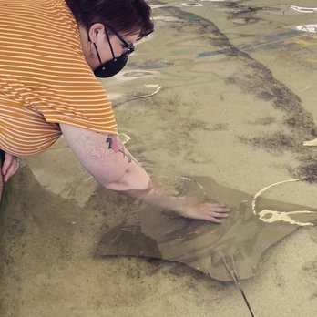 Shedd Aquarium - Sting ray touch pool - Aquariums Near Me - Chicago, Illinois
