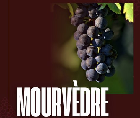 Cù Dona Mourvèdre - Cù Dona Mourvèdre
Our Mourvèdre is a true reflection of the land we call home — bold, expressive, and full of character. Grown high above the Alexander Valley on our sustainably farmed estate, this wine captures the unique energy of our hillside vineyard, where the rocky, distinct soil and elevated climate produce fruit of exceptional depth and intensity.
We’ve poured our heart into crafting a Mourvèdre that honors tradition while embracing thoughtful innovation. Using simple, hands-on winemaking techniques and our modern cooperage system — which gently ages the wine in 100% new French oak — we allow the fruit to speak for itself. The result is a rich, complex wine with earthy undertones, dark berry notes, and a beautifully structured finish. Unfined and unfiltered, every bottle tells the story of our vineyard and our journey.
This Mourvèdre is a labor of love from start to finish — from planting and farming, to harvest and cellar. It’s a wine that invites you to slow down, savor, and taste the care in every pour.
Stop by Cù Dona Winery for a glass. We’re proud to share this wine with you. Cù Dona Mourvèdre - Cù Dona Mourvèdre
Our Mourvèdre is a true reflection of the land we call home — bold, expressive, and full of character. Grown high above the Alexander Valley on our sustainably farmed estate, this wine captures the unique energy of our hillside vineyard, where the rocky, distinct soil and elevated climate produce fruit of exceptional depth and intensity.
We’ve poured our heart into crafting a Mourvèdre that honors tradition while embracing thoughtful innovation. Using simple, hands-on winemaking techniques and our modern cooperage system — which gently ages the wine in 100% new French oak — we allow the fruit to speak for itself. The result is a rich, complex wine with earthy undertones, dark berry notes, and a beautifully structured finish. Unfined and unfiltered, every bottle tells the story of our vineyard and our journey.
This Mourvèdre is a labor of love from start to finish — from planting and farming, to harvest and cellar. It’s a wine that invites you to slow down, savor, and taste the care in every pour.
Stop by Cù Dona Winery for a glass. We’re proud to share this wine with you.