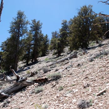 Ancient Bristlecone Pine Forest - Methuselah trail; Ancient Bristlecone Pine Forest - Parks Near Me - Bishop, California Ancient Bristlecone Pine Forest - Methuselah trail; Ancient Bristlecone Pine Forest - Parks Near Me - Bishop, California