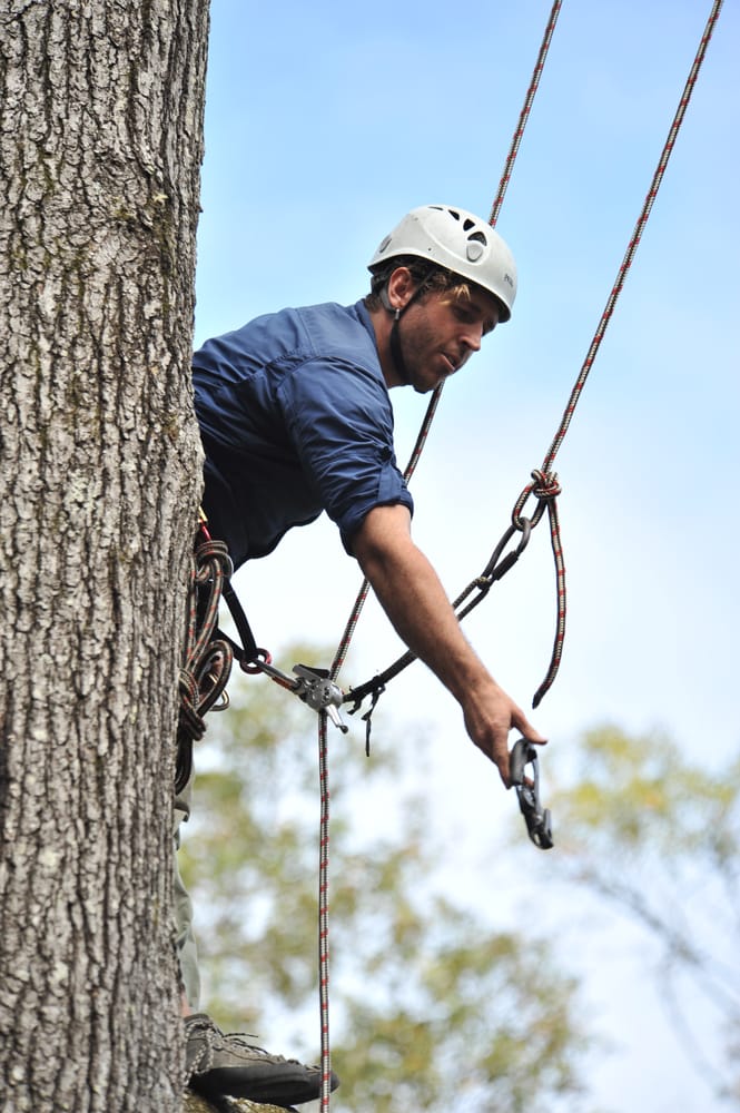 West Coast Tree Surgery - tree service in Sacramento, CA