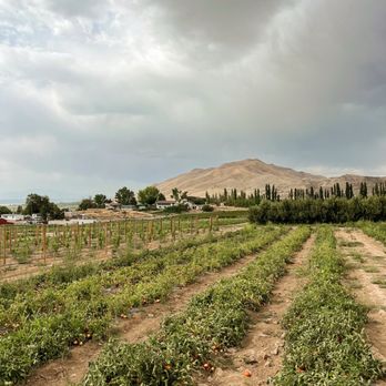 Rileys You Pick Garden - Pick Your Own Farms Near Me - Genola, Utah Rileys You Pick Garden - Pick Your Own Farms Near Me - Genola, Utah