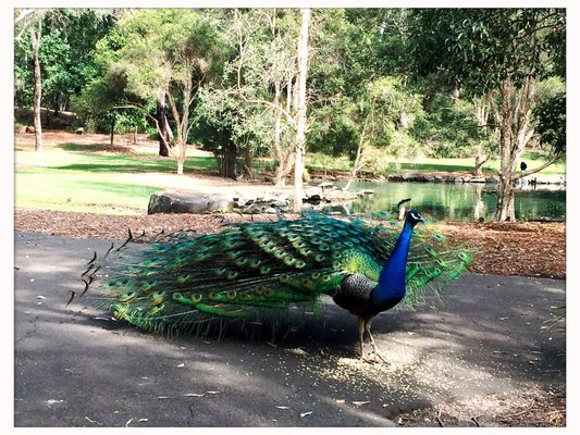 Auburn Botanic Gardens by null