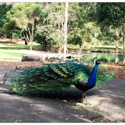 Auburn Botanic Gardens - The resident peacock