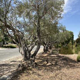 Trimmed olive trees