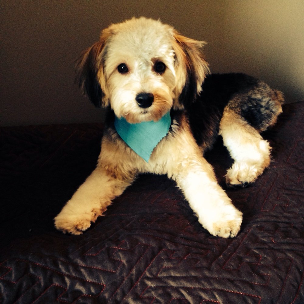 The Bark Shoppe - Lola - Pet Groomers Near Me - New York, New York