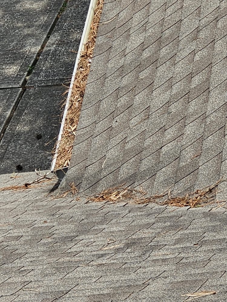 Slide of Orion's Rain