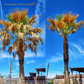 Danny G Yard Care and Tree Care - two palm trees - Tree Services Near Me