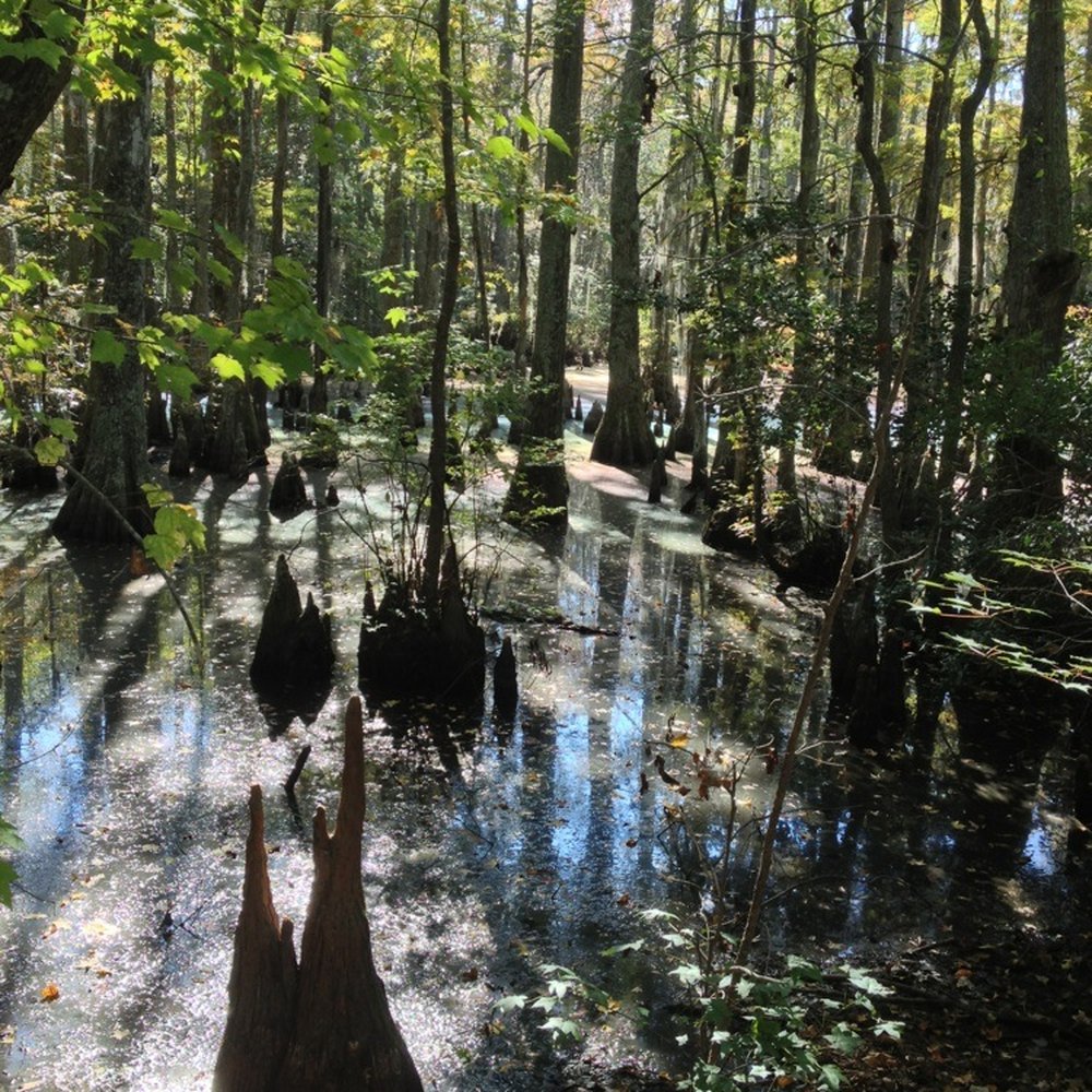 First Landing State Park - One of many swamps - Parks Near Me - Virginia Beach, Virginia First Landing State Park - One of many swamps - Parks Near Me - Virginia Beach, Virginia