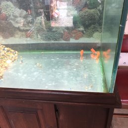Sad gold fish just sitting in corner.