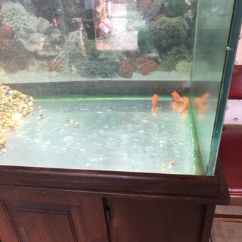 Peking Gourmet II - Sad gold fish just sitting in corner. - Chinese Near Me - Sylva, North Carolina