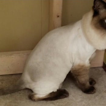 Ami Pet Grooming - Pet Groomers Near Me - La Mirada, California Ami Pet Grooming - Pet Groomers Near Me - La Mirada, California