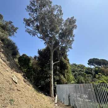 Everest Tree Service - Tree Services Near Me Everest Tree Service - Tree Services Near Me