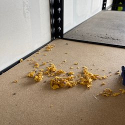 Good Life Pest Solutions - Mouse nest