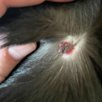 Scappoose Veterinary Hospital - wound on his back that they missed, - Veterinarians Near Me - Scappoose, Oregon
