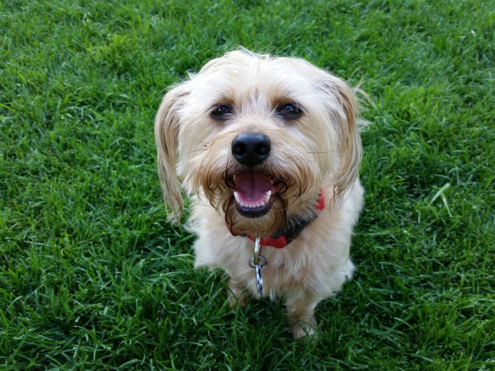 Good Behaviors K9 - pet boarding facility in Spokane, WA
