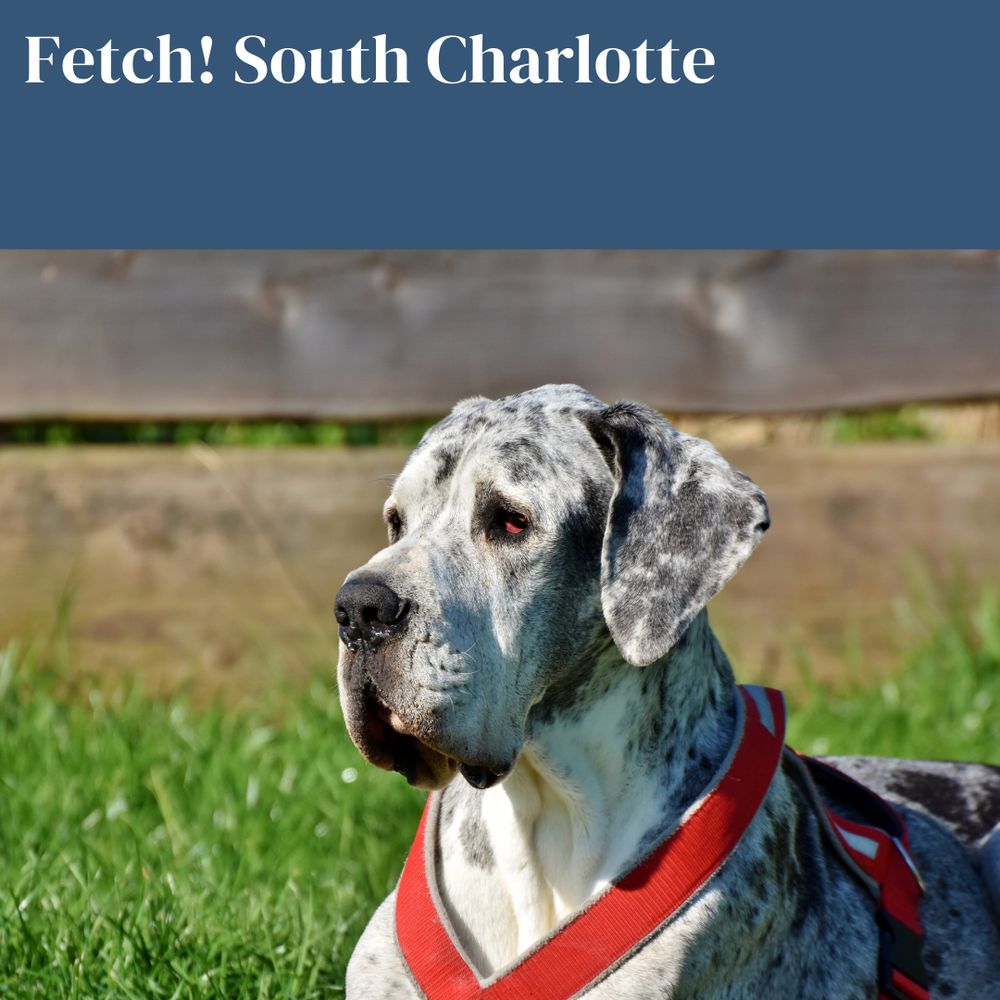 FETCH PET CARE SOUTH CHARLOTTE Updated June 2024 13 Photos