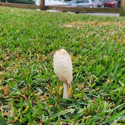 Wild mushroom Wild mushroom