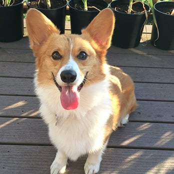 Sleepover Rover, Inc. - Pet Sitting Near Me - Phoenix, Arizona Sleepover Rover, Inc. - Pet Sitting Near Me - Phoenix, Arizona
