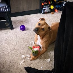 Took home about a year and a half but he finally tore into Mr Salmon.