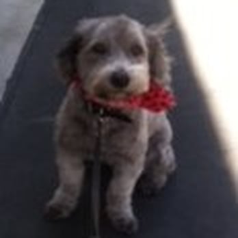 Citizen Canine Pet Care - Dog Walkers Near Me Citizen Canine Pet Care - Dog Walkers Near Me