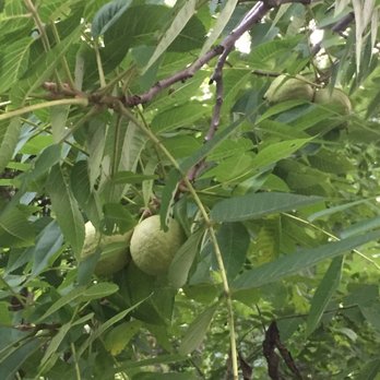 Sharon Woods Park - Walnuts? - Parks Near Me - Sharonville, Ohio