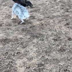 My little acrobat