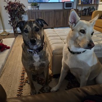 CM Doggie  Dasher - Alie and Kenia  Pet Sitting. - Dog Walkers Near Me - Vista, California