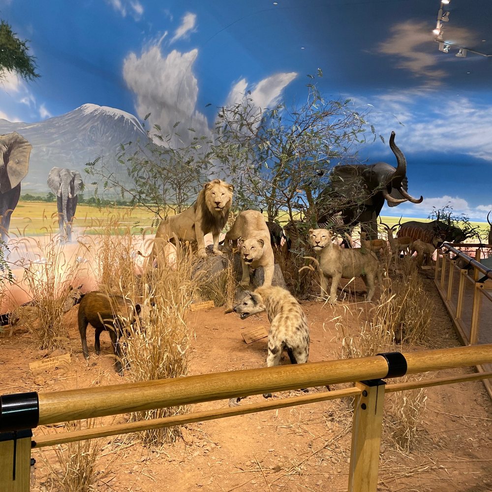 Cabela's - Nature Display - Outdoor Gear Near Me - Buda, Texas