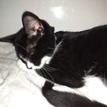 Critters without Litters - Our Pepe - Pet Services Near Me - Bakersfield, California