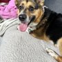 Photo of Laura the Pet Nanny