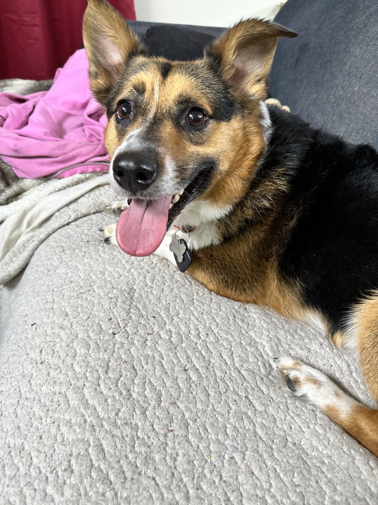 LAURA THE PET NANNY Updated October 2024 34 Photos & 28 Reviews